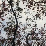 木棉花开 飞絮濛濛