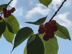 -北宅大永樱桃采摘基地(崂山总部)