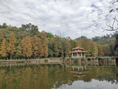 -深圳仙湖植物园