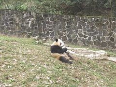 -都江堰中华大熊猫苑