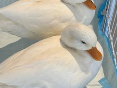 -怪兽屋·羊驼·猫咖·狗咖(俊华广场店)