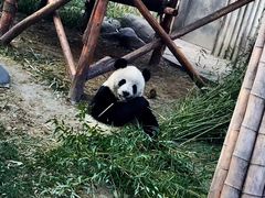 -成都大熊猫繁育研究基地