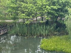 -洋湖国家湿地公园