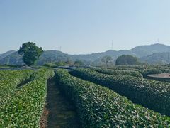 -龙坞茶村