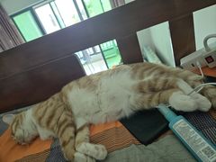 -佑安动物医院·全科·内窥镜中心(幸福巷店)