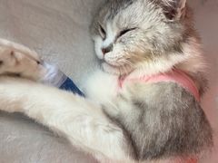 -瑞派福兴宠物医院犬猫全科·骨科·中西医结合(河东店)