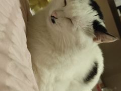 -宠福鑫康馨动物医院·骨科·眼科