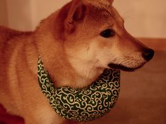 -南京Hallo宠物乐园·哈罗犬舍·柴犬繁育基地
