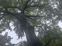 -青岛崂山太清宫