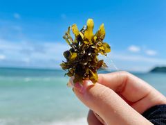 -西涌国际滨海旅游区