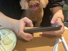 -1013 PET SHOP精品宠物商店(丁香店)