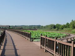 -西京湾花海