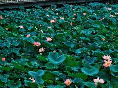 -荔湾湖公园