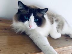 -Catmate·猫肥家润(金润铂宫店)