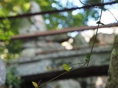 -绮园景区