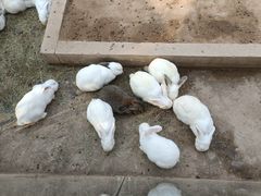 -辛玛王国游乐园