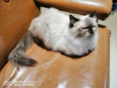 -藏猫猫咖啡主题馆(中央大道店)