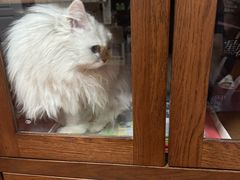 -艾贝尔宠物医院·24H转诊中心·肿瘤猫专科(江宁双龙店)