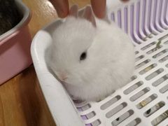 -藦茜花园宠物主题亲子互动体验馆(国顺东路店)