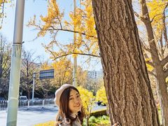 -三里屯东五街银杏大道