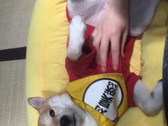 -逗柴咖啡屋·狗咖猫咖宠物桌游
