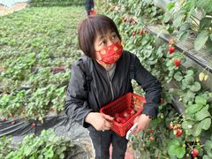 -大自然农场蔬菜草莓采摘园