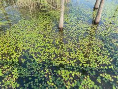 -同里国家湿地公园
