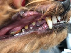 -八公叔叔宠物美容连锁(春申店)