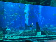 -亚特兰蒂斯•OSSIANO奥西亚诺海底餐厅