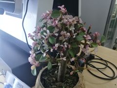 -赖胖子肉蟹煲(邯郸新世纪广场店)