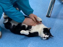 -万博宠物医院·手术·诊疗(未央凤城五路店)