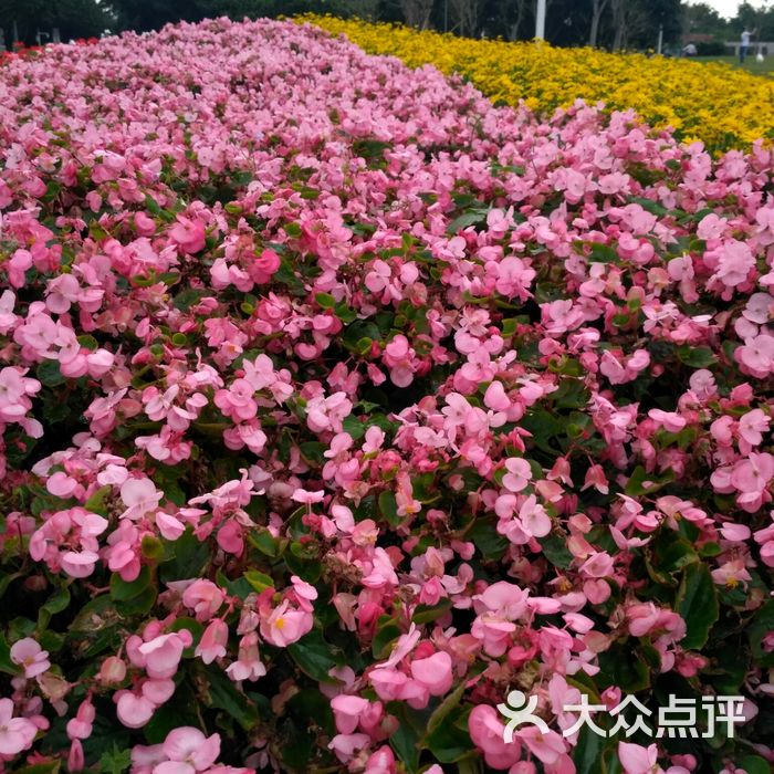 二沙岛宏城公园花海图片