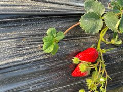 -胜丰草莓采摘园