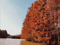 -上海海湾国家森林公园