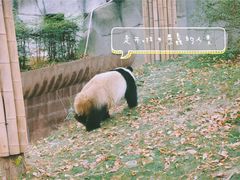 -成都大熊猫繁育研究基地