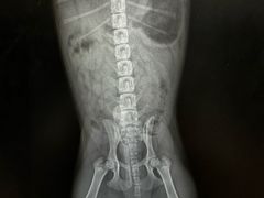 -爱侣宠医·鹦鹉专科·小型哺乳类·异宠专科(灵石路店)