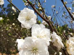 -南国桃园旅游度假区