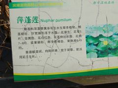 -合肥滨湖国家森林公园