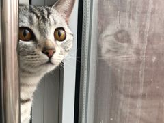 -纳吉亚猫专科动物医院·北北分院
