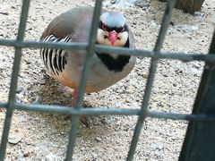 -石家庄市动物园