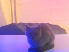 -平行世界·猫咖(首经贸店)
