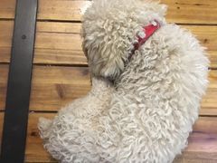 -百好乐宠物友好餐厅(朝外大街店)