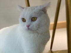 -飞行喵MR PILOT|猫舍·猫咖(静安大融城店)