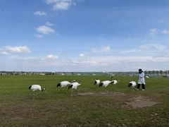 -盐城丹顶鹤湿地生态旅游区