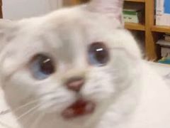 -探窝·竹笙椰子鸡(杨箕店)