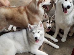 -TrueLove @ Neverland (Husky Cafe)