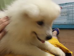 -翊宠yipet猫狗购宠庄园犬舍•猫舍