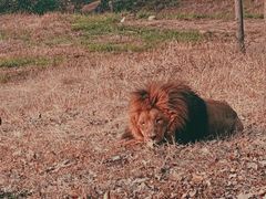 -合肥野生动物园