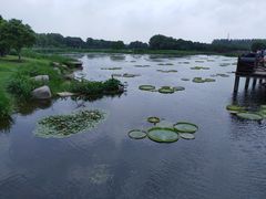 -荷塘月色湿地公园·向阳花洲