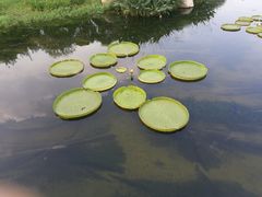 -荷塘月色湿地公园·向阳花洲